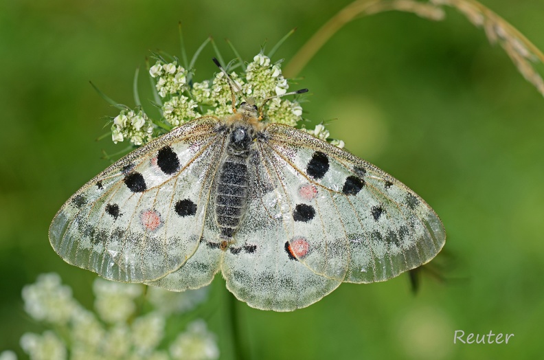 Roter Apollo (Parnassius apollo)